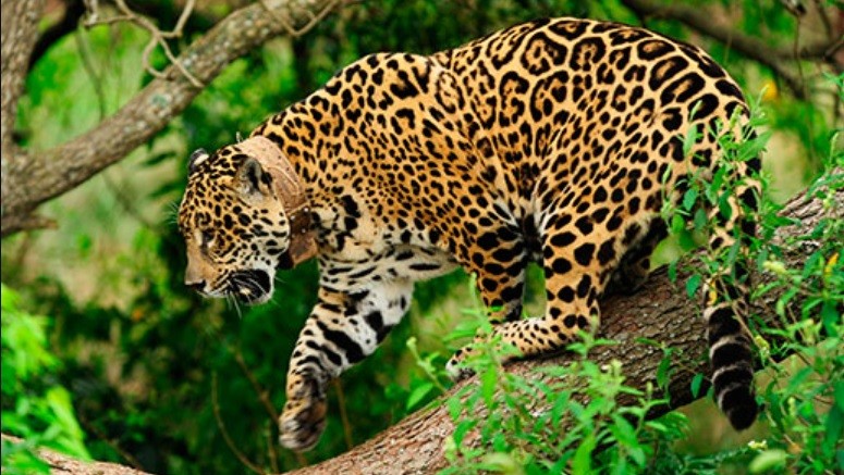 Jujuy: "cámaras-trampas" captaron a otros dos yaguaretés en bosques protegidos | Actualidad