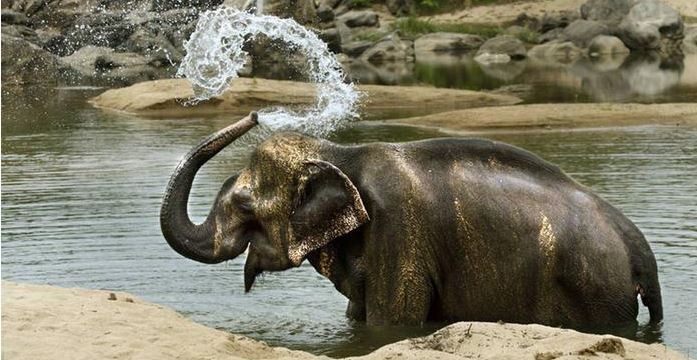 Elefante en India mató a 16 personas en dos meses después de ser rechazado por su rebaño | Clima, naturaleza y medio ambiente