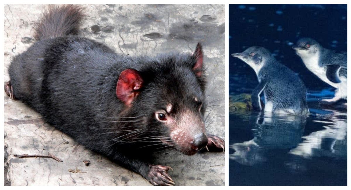 Un experimento que salió mal: Demonios de Tasmania devoraron 6.000 pingüinos de una isla | Internacionales