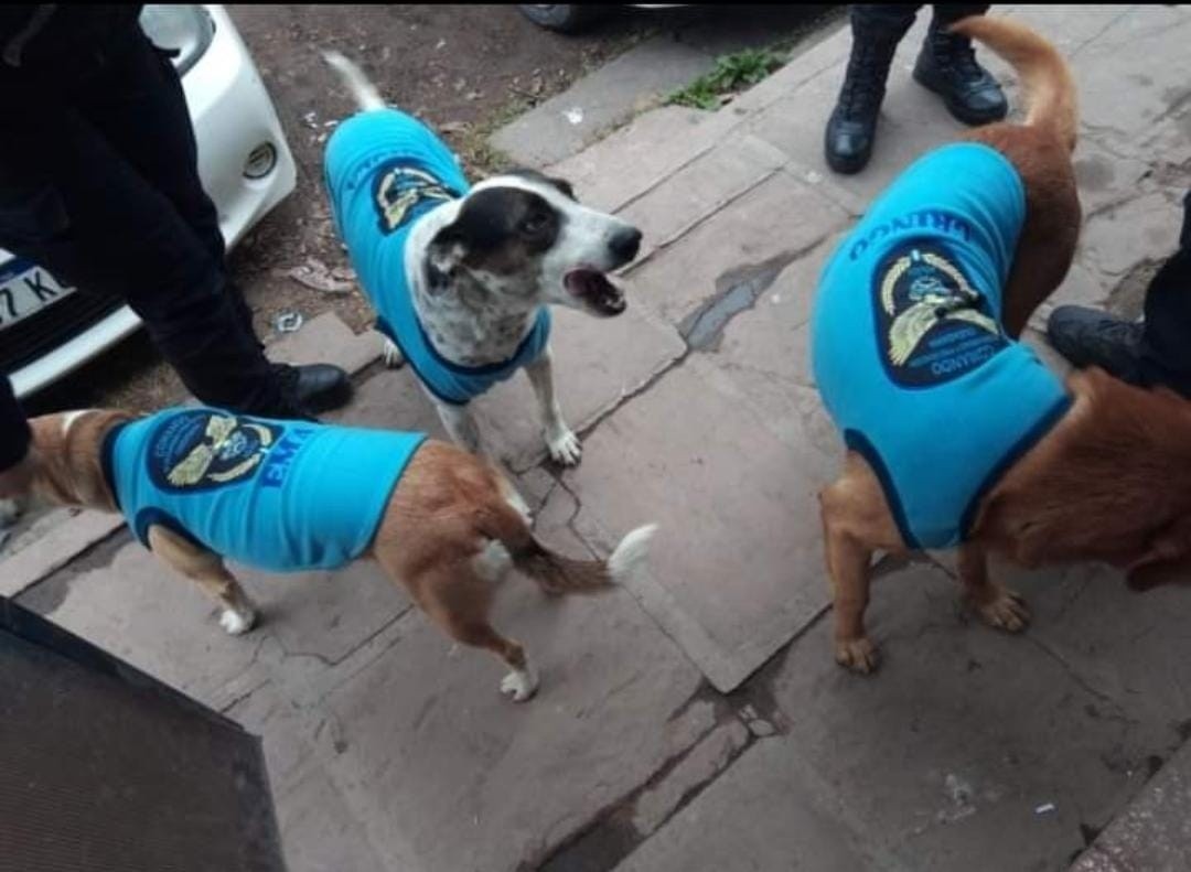 Policías abrigaron a perros de la calle con "uniformes" del Comando de Seguridad | Actualidad