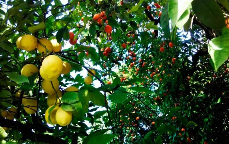 Inauguran el primer monte frutal en la Ciudad | Actualidad