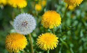 Buscan aprovechar el valor alimenticio de las plantas silvestres | Actualidad