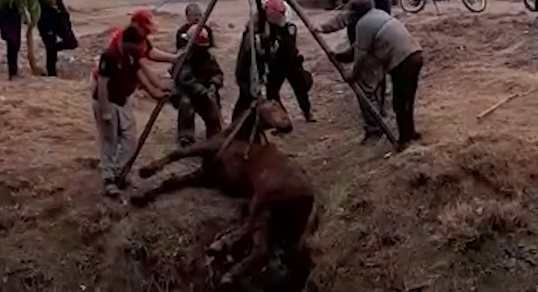 Video: Rescataron a un caballo que se encontraba en un  canal | Actualidad