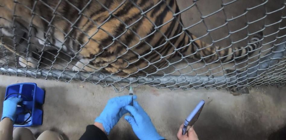 Zoológico en Estados Unidos comenzó a vacunar a los animales contra el coronavirus | Internacionales