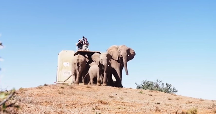 "Sin precedentes": envían una manada de elefantes en avión desde Inglaterra a Kenia | Internacionales