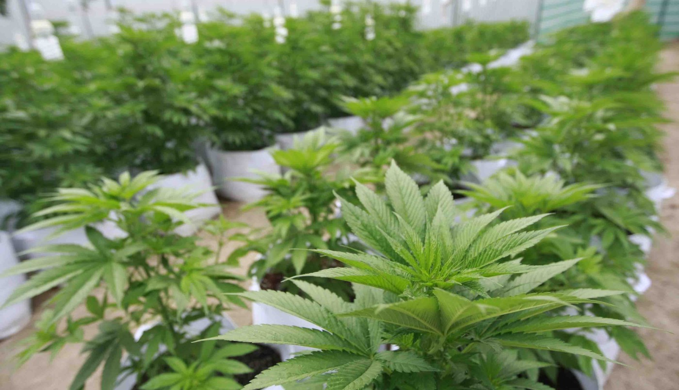 Fabricaciones Militares está "bastante avanzada" en la producción de cannabis para uso medicinal | Política