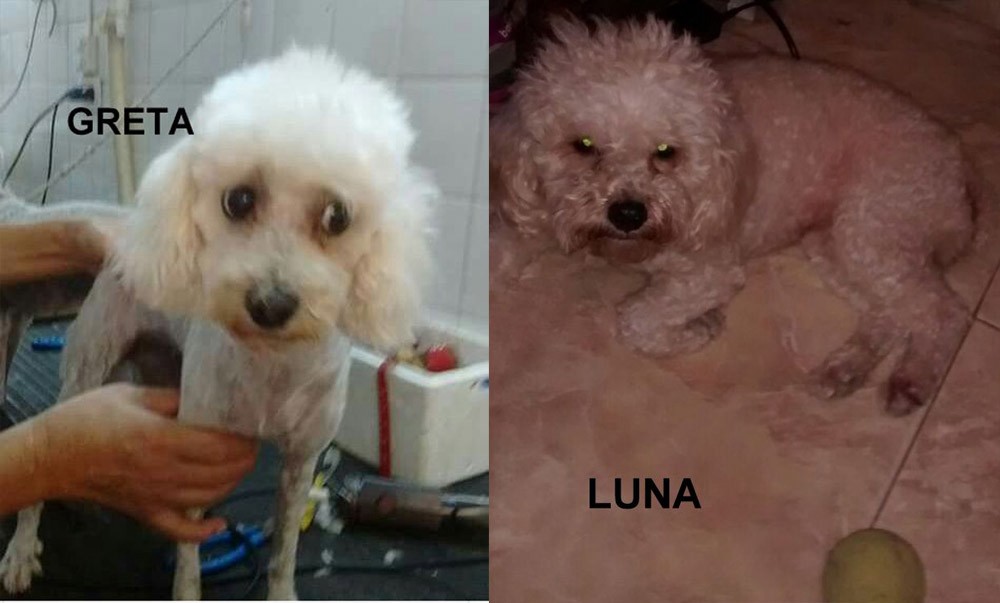 Llevo su perra caniche a la veterinaria para cortarle el pelo y le devolvieron otro animal | Actualidad