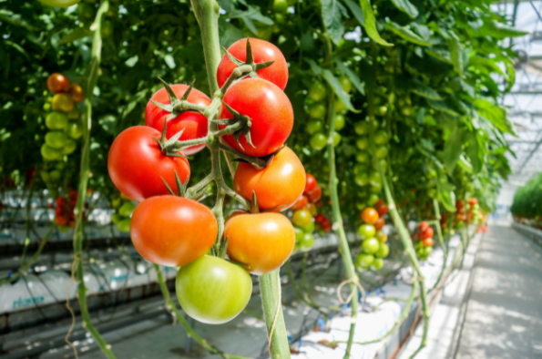 Buscan desarrollar un spray inocuo para cultivar hortalizas | Actualidad