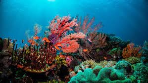 Las posibilidades de recuperar la Gran Barrera de Coral son "muy pobres", afirman especialistas | Clima, naturaleza y medio ambiente