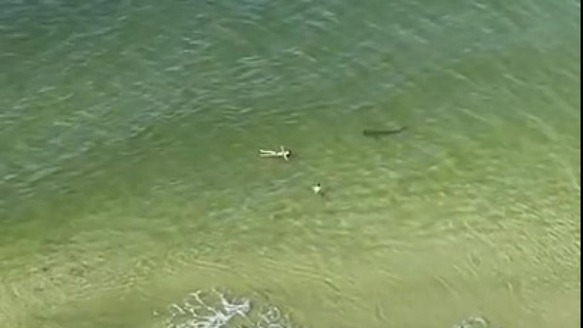Video escalofriante: captan un enorme tiburón nadando alrededor de dos turistas en Miami | Internacionales