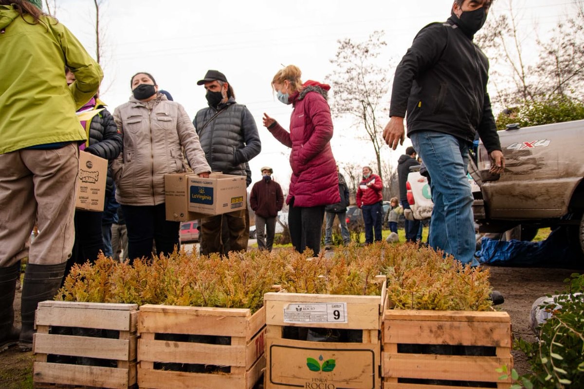 Entregan plantas nativas para reforestar el bosque incendiado en la zona del Lago Puelo | Clima, naturaleza y medio ambiente