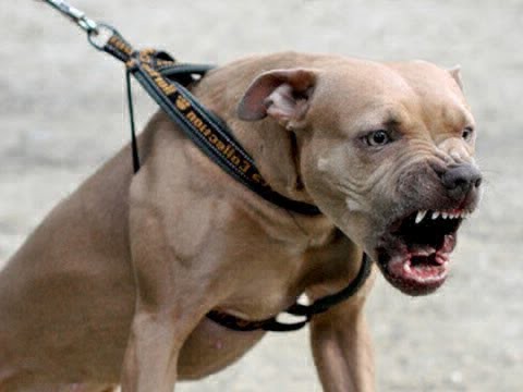 Pitbull mordió a un adolescente: el dueño y el padre de la víctima se agarraron a golpes | Actualidad
