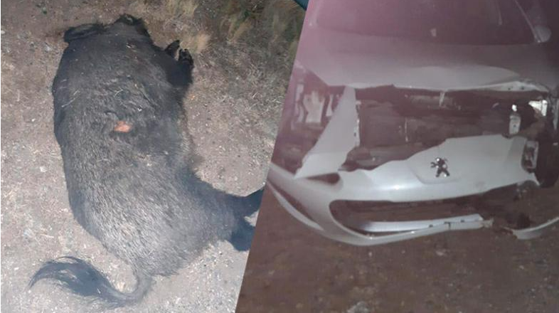 Demandan por $2.400.000 a la provincia de Córdoba luego de chocar contra un jabalí | Actualidad