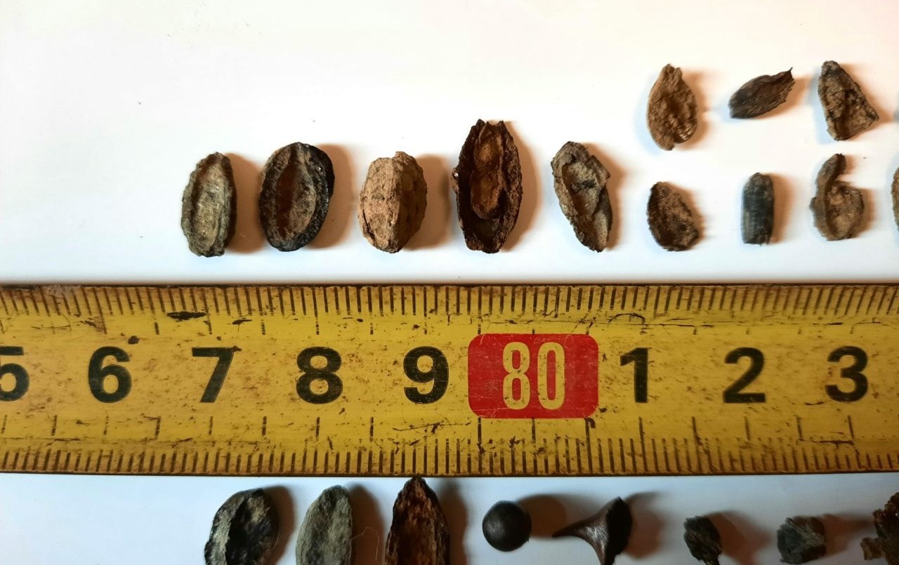 Encuentran fósiles de semillas, moluscos y peces de cinco mil años de antigüedad en San Pedro | Actualidad