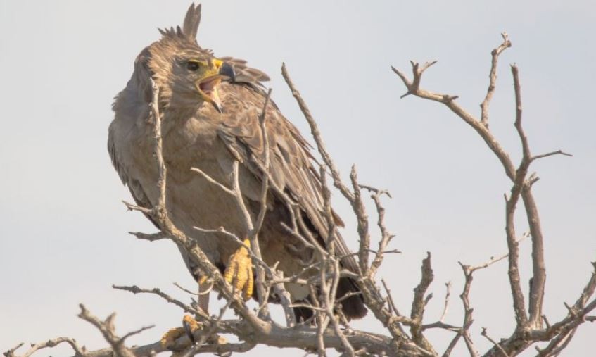 Una iniciativa argentina para conservar al águila coronada será financiada por la Casa Real holandesa | Actualidad