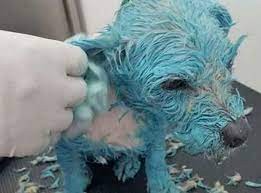 Una perrita fue bañada en pintura y abandonada atada en un poste de luz | Internacionales