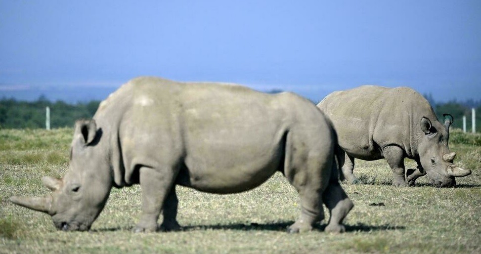 Lograron crear 12 embriones para salvar al rinoceronte blanco del norte | Internacionales