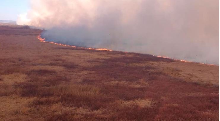Realizan operativos aéreos y náuticos por nuevos incendios en las islas del delta del Paraná | Clima, naturaleza y medio ambiente