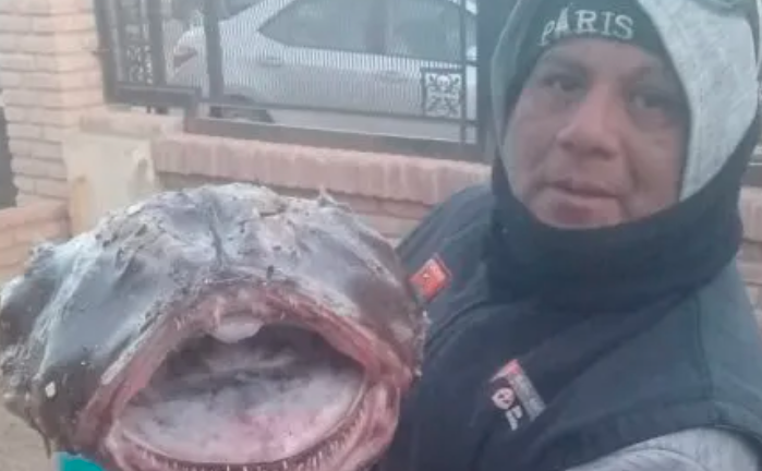 El extraño pez con colmillos y antenas que atrapó un pescador en la Patagonia | Actualidad