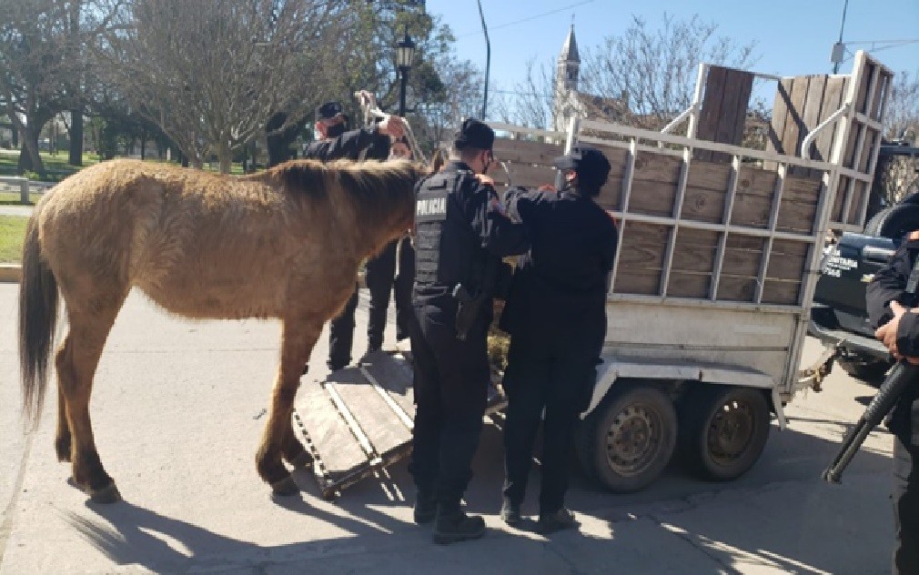 Asistieron a un yegua lastimada y demoraron a un joven por maltrato animal | Actualidad