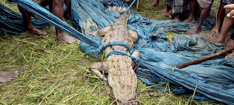 Atraparon un cocodrilo: más tarde descubrieron que es de una especie que se creía extinta | Internacionales