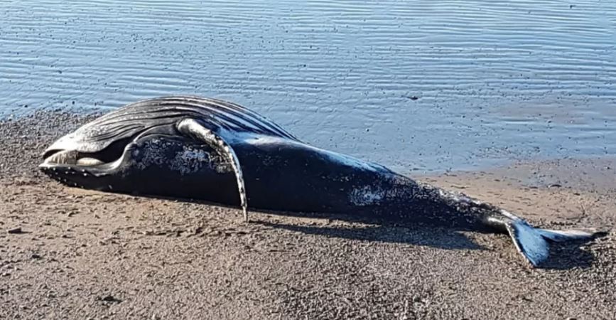 "Peligro biológico": Una ballena jorobada apareció muerta al sur de Chubut y piden a la población que no se acerque | Actualidad
