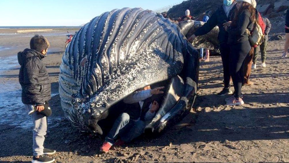 Chubut: hallaron una ballena muerta y se metieron dentro para sacarse fotos | Actualidad