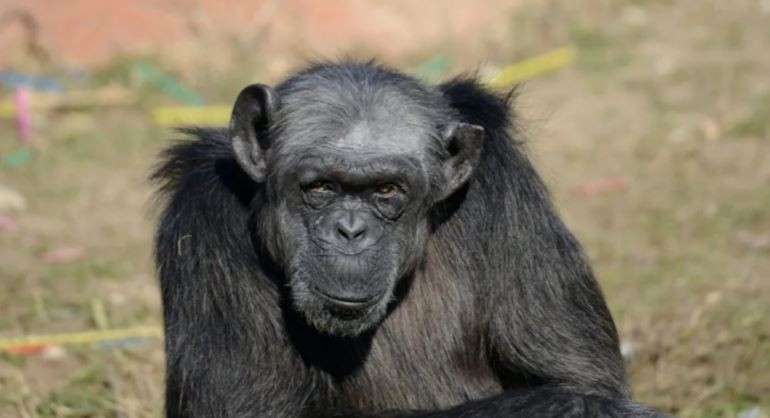 Murió en Italia la chimpancé más anciana de Europa a los 49 años | Internacionales