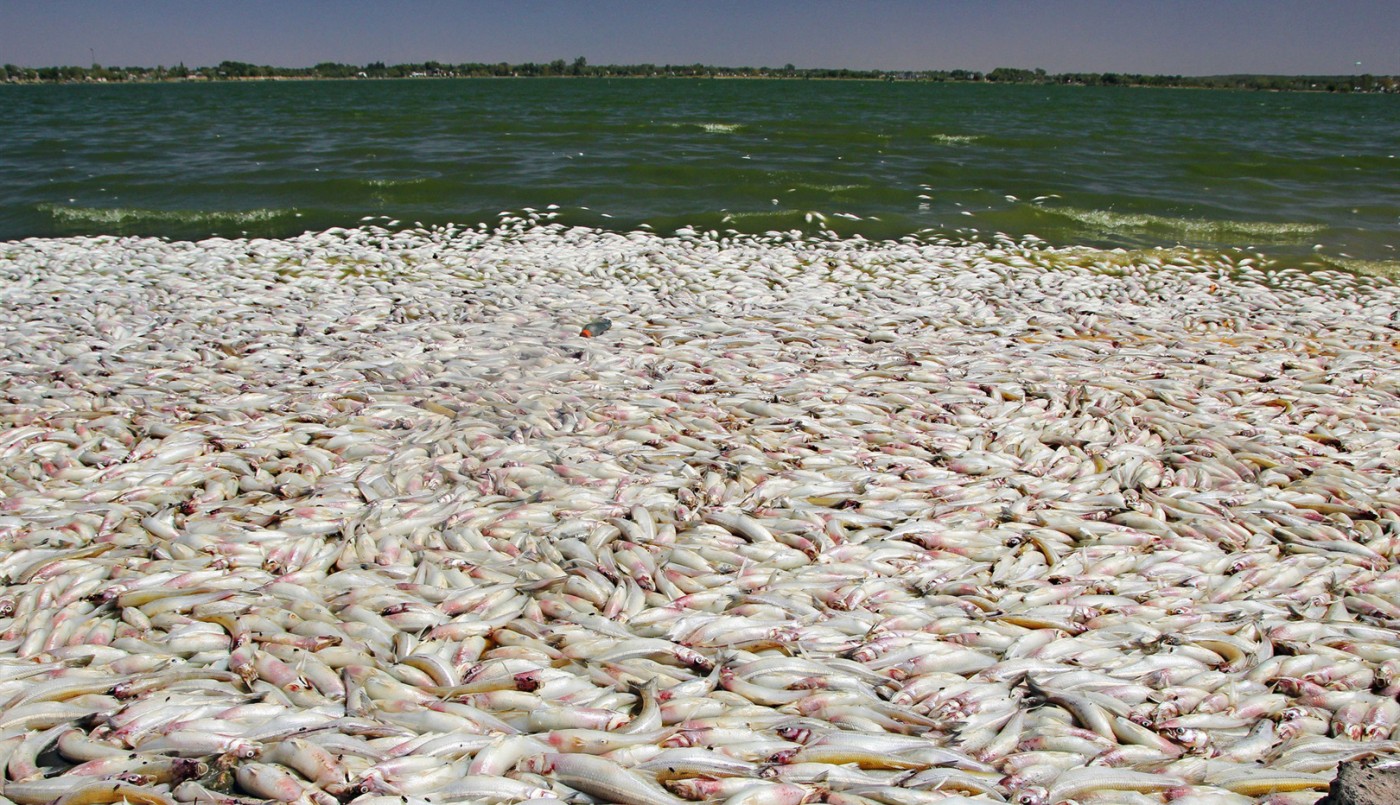 Misterio en La Pampa: aparecieron miles de peces muertos en una laguna | Actualidad