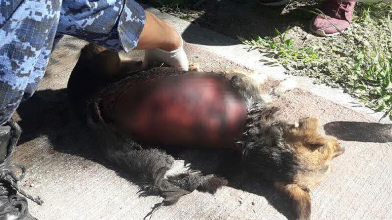 Encontraron a una perrita despellejada en Córdoba | Actualidad
