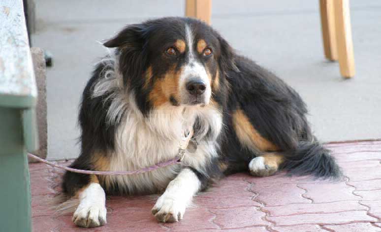 En Mendoza preparan un encuentro masivo entre perros perdidos y dueños que los buscan | Actualidad
