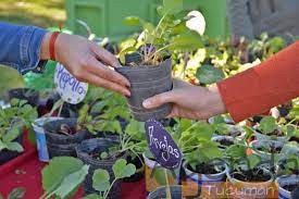 Ecocanje en Tucumán: entregan plantines a cambio de botellas de plástico | Actualidad