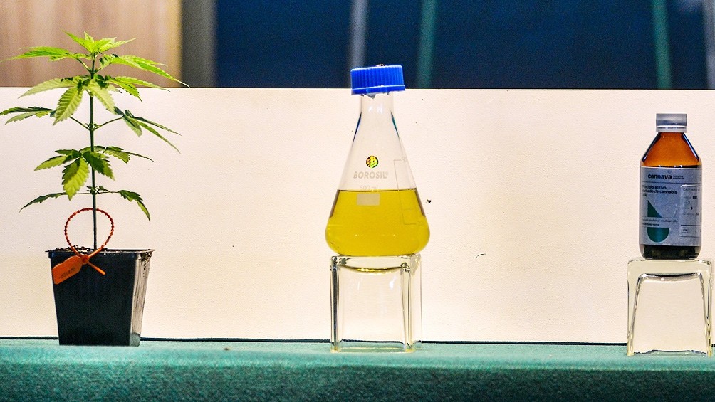 Estudio: 6 de cada 10 argentinos conocen a alguien que utiliza cannabis con medicinal | Actualidad