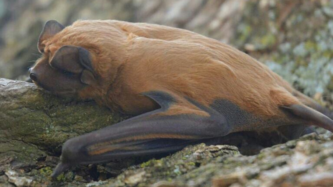 Identificaron una nueva especie de murciélago en Santa Fe | Actualidad