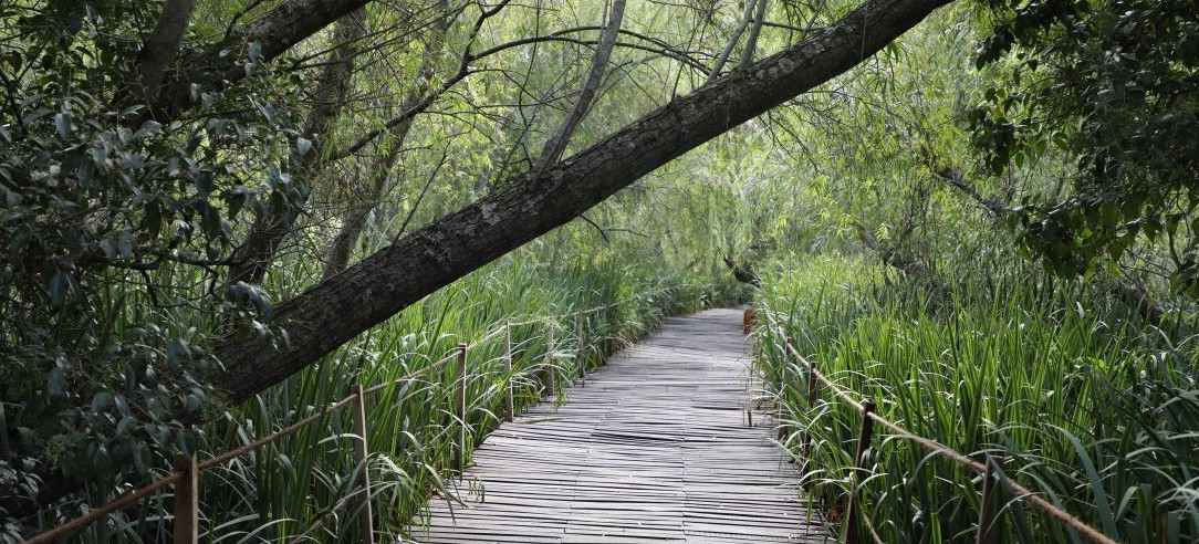 Inauguran la Reserva Natural de Avellaneda con cientos de especies de aves y libélulas | Actualidad