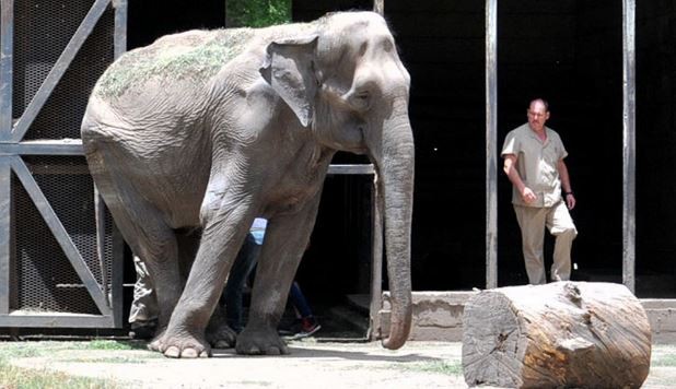 Comienzan a entrenar a la elefanta del Zoo de La Plata para su viaje a Brasil | Actualidad