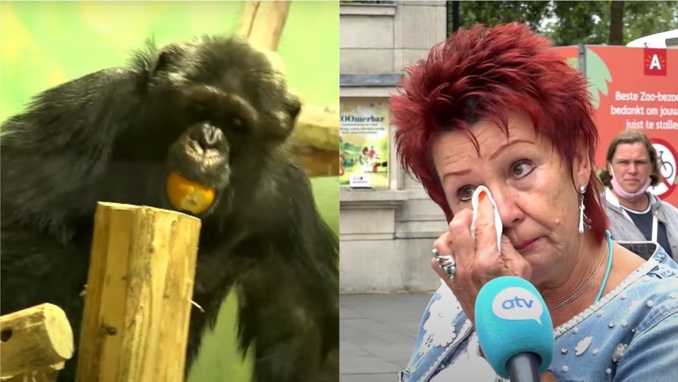 Le prohibieron la entrada a un zoo por su "relación cercana" con un chimpancé | Internacionales