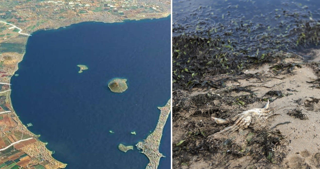 Era un paraíso en el Mediterráneo y ahora vive una "situación dramática": la muerte del Mar Menor | Internacionales