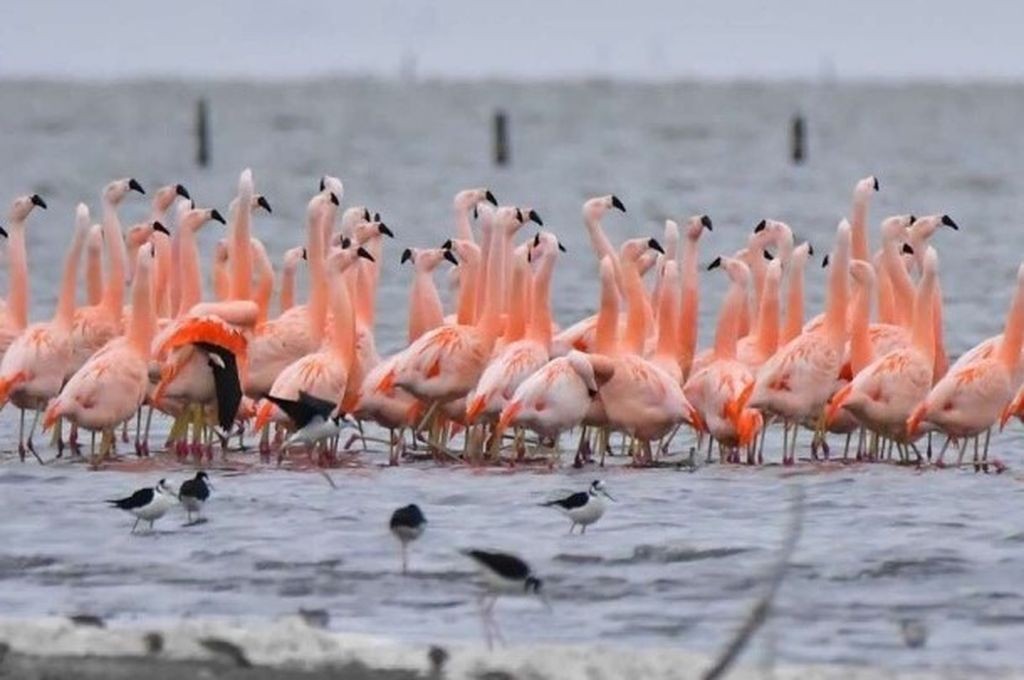 Aprueban proyecto para la creación del Parque Nacional Ansenuza en Córdoba | Clima, naturaleza y medio ambiente