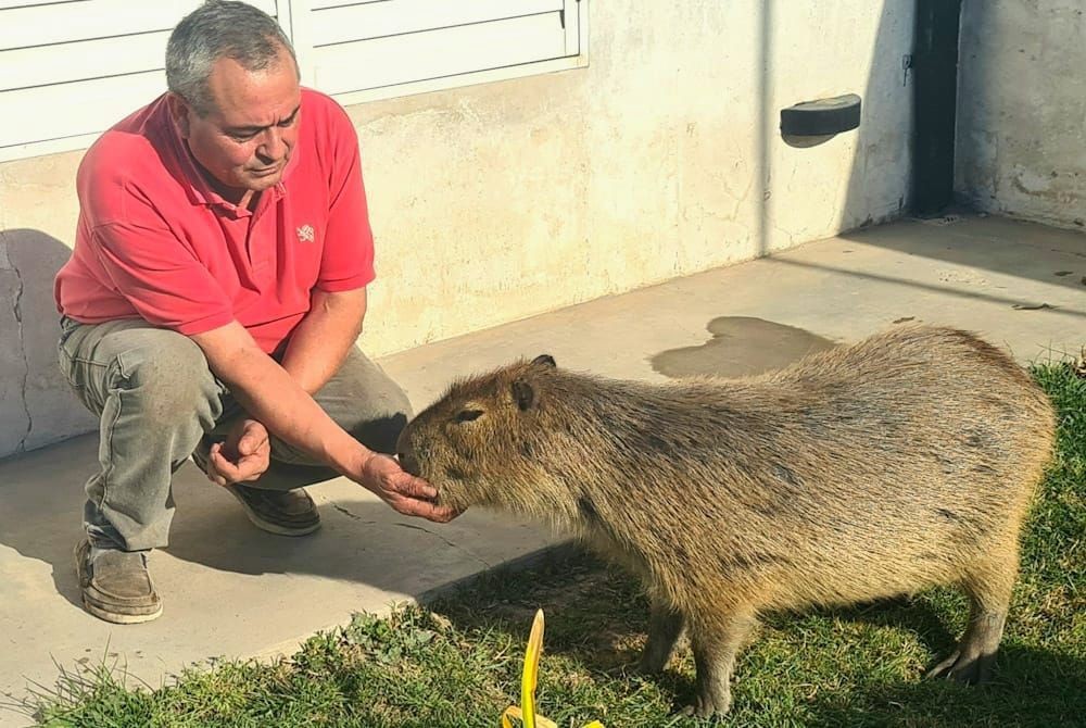 El carpincho que es tratado como parte de la familia en Coronel Pringles | Actualidad