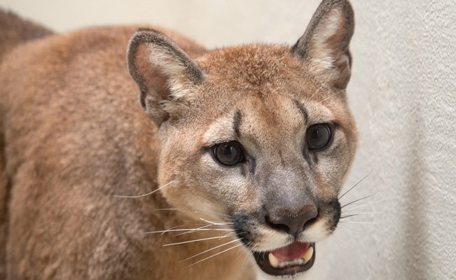 Rescatan a un puma salvaje de un apartamento en Nueva York | Internacionales