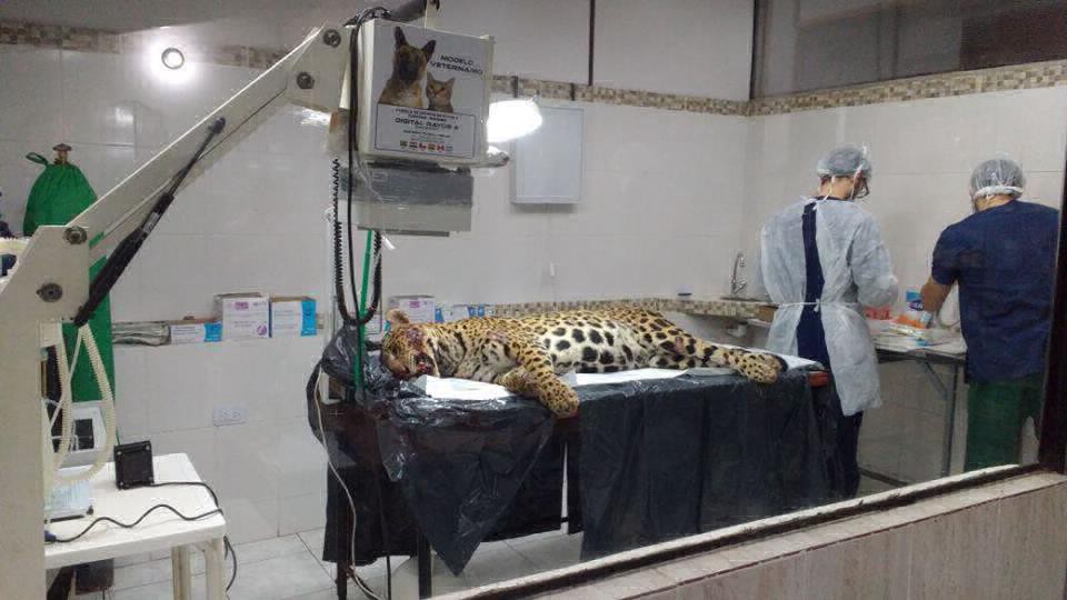 Luto en la selva: Atropellaron a una yaguareté preñada a punto de parir dos cachorros | Actualidad