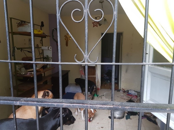 Se fue de viaje y dejó a diez perros encerrados en su departamento | Actualidad