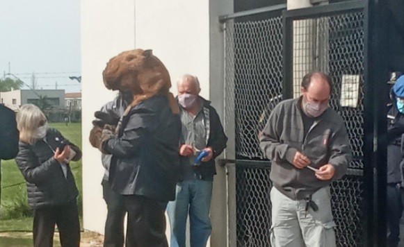 "Voto sí o sí": llegó a la mesa en Nordelta disfrazado de carpincho | Actualidad