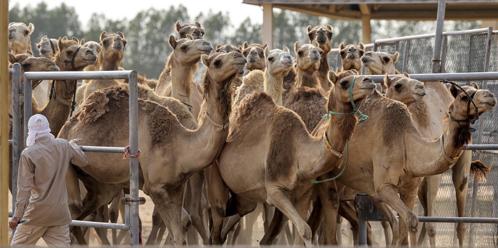Camellos clonados para ganar carreras y concursos de belleza | Internacionales