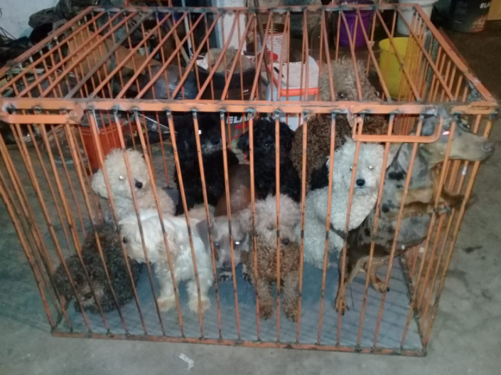 Preparaban animales para la venta en un criadero clandestino en Yapeyú | Actualidad