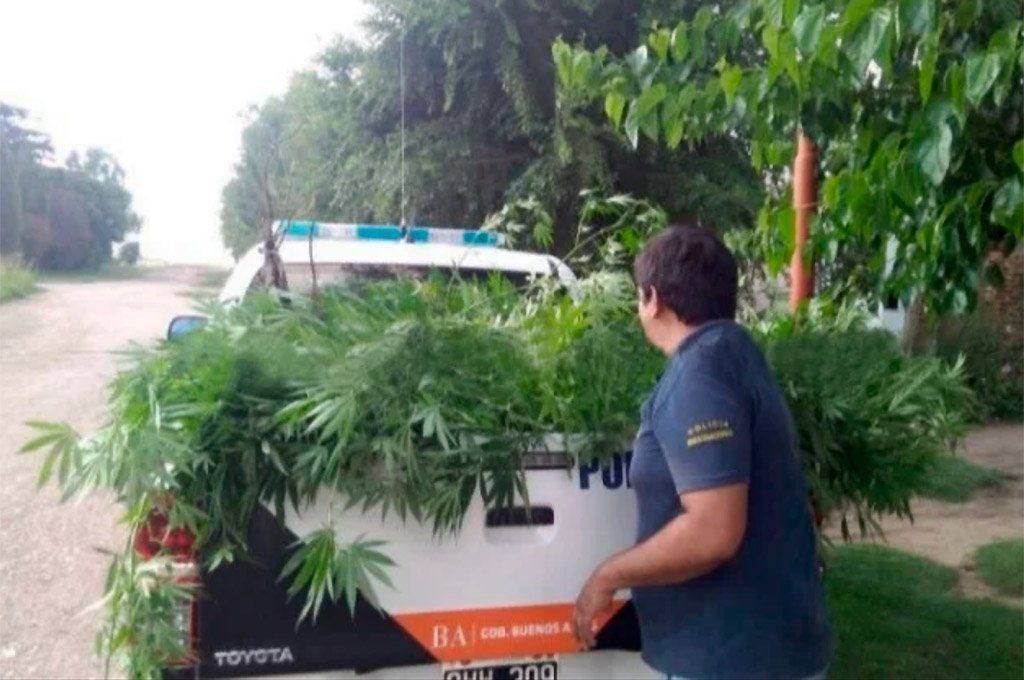 Plantación de marihuana con cerco electrificado: condenaron a prisión a una pareja | Actualidad