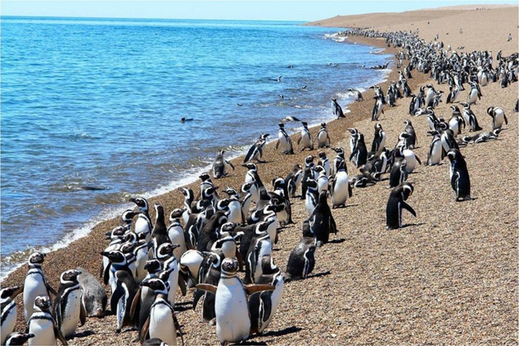 Con la llegada de los primeros pingüinos, se abrió al turismo la reserva de Punta Tombo | Clima, naturaleza y medio ambiente