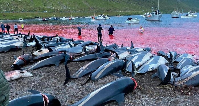 Indignación por la matanza de más de 1.400 delfines en una tradición ancestral | Internacionales