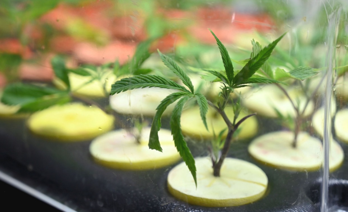 Absolvieron en Córdoba a un productor de cannabis medicinal por "aliviar el dolor de muchos niños y niñas" | Actualidad